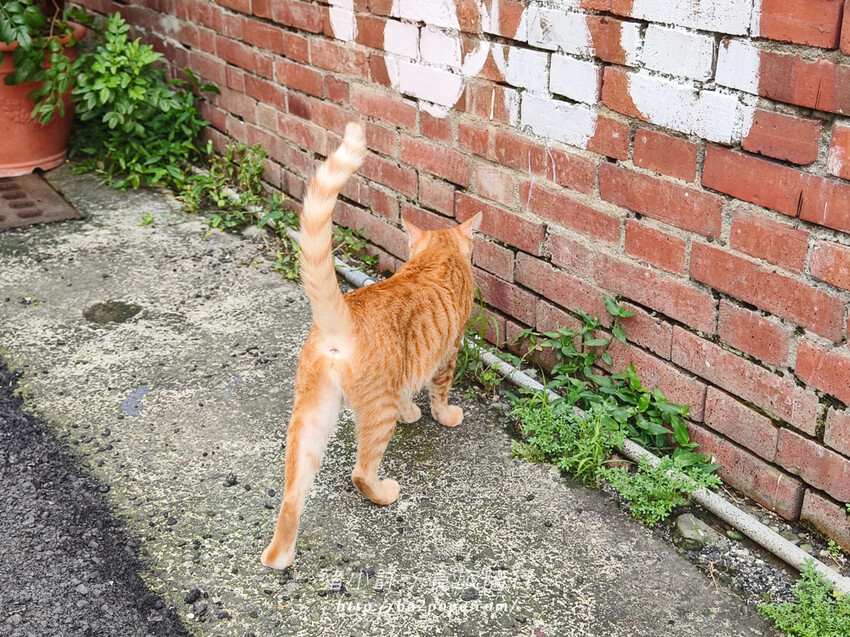 高雄。甲仙》仙香飲食店。老字號餐廳(米其林必比登)+貓巷彩繪順遊