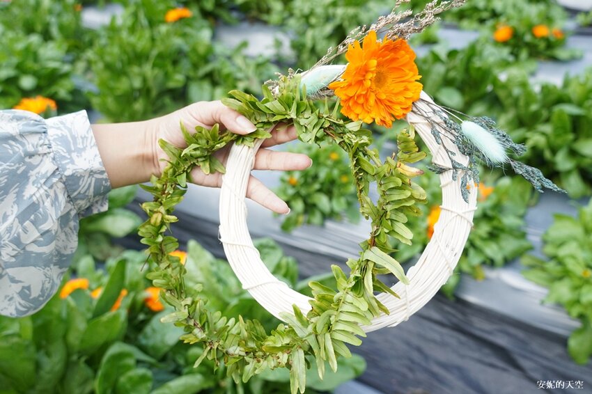 新竹尖石鄉秘境 那羅山谷裡的金盞花海 『 山裏花見那羅灣金盞花季』那羅灣休閒農業區 - 安妮的天空