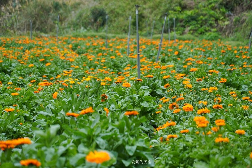 新竹尖石鄉秘境 那羅山谷裡的金盞花海 『 山裏花見那羅灣金盞花季』那羅灣休閒農業區 - 安妮的天空