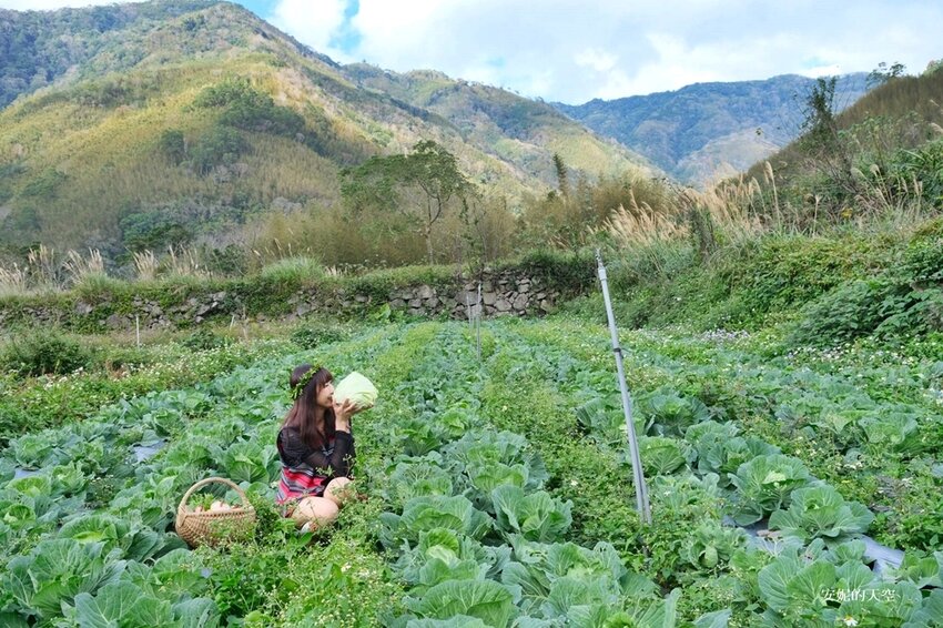 新竹尖石鄉秘境 那羅山谷裡的金盞花海 『 山裏花見那羅灣金盞花季』那羅灣休閒農業區 - 安妮的天空