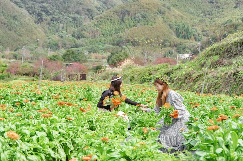 新竹尖石鄉秘境 那羅山谷裡的金盞花海 『 山裏花見那羅灣金盞花季』那羅灣休閒農業區 - 安妮的天空