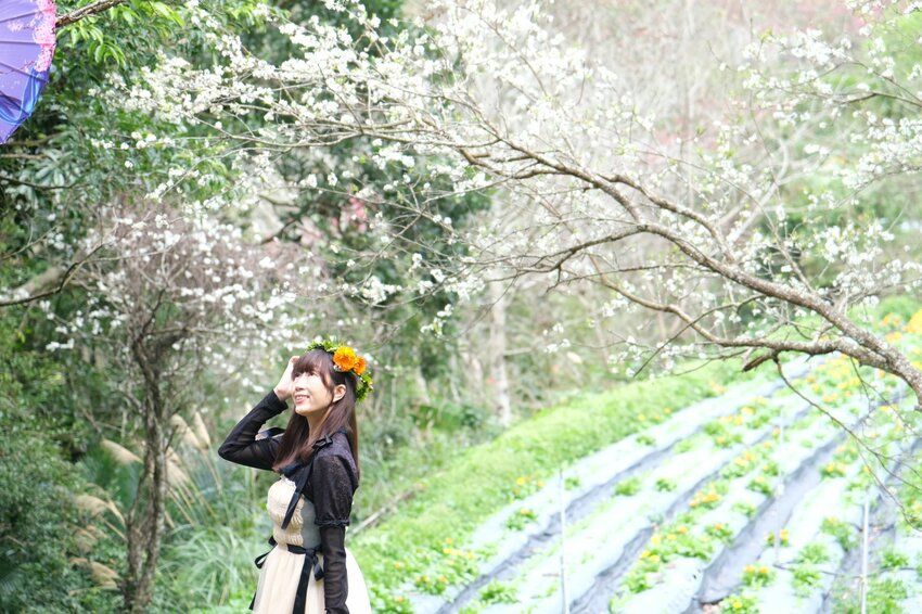 新竹尖石鄉秘境 那羅山谷裡的金盞花海 『 山裏花見那羅灣金盞花季』那羅灣休閒農業區 - 安妮的天空