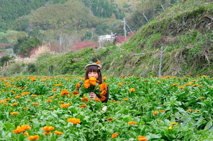 新竹尖石鄉秘境 那羅山谷裡的金盞花海 『 山裏花見那羅灣金盞花季』那羅灣休閒農業區 - 安妮的天空
