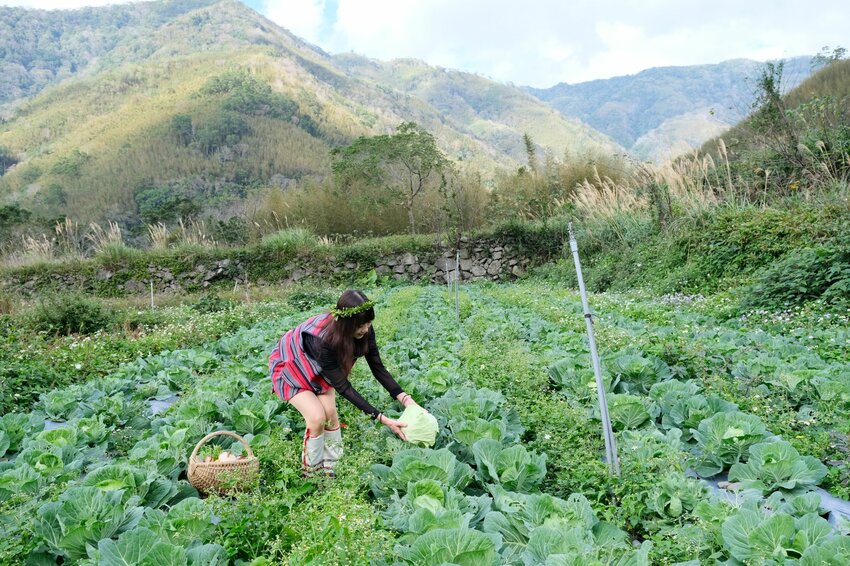 新竹尖石鄉秘境 那羅山谷裡的金盞花海 『 山裏花見那羅灣金盞花季』那羅灣休閒農業區 - 安妮的天空