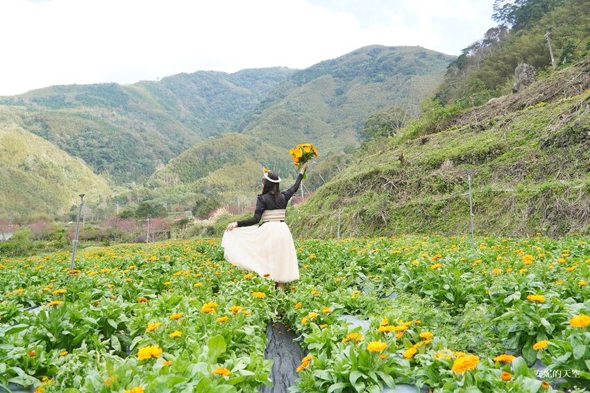 新竹尖石鄉秘境 那羅山谷裡的金盞花海 『 山裏花見那羅灣金盞花季』那羅灣休閒農業區 - 安妮的天空