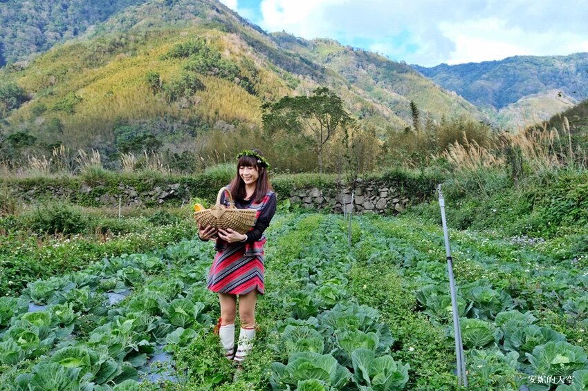新竹尖石鄉秘境 那羅山谷裡的金盞花海 『 山裏花見那羅灣金盞花季』那羅灣休閒農業區 - 安妮的天空
