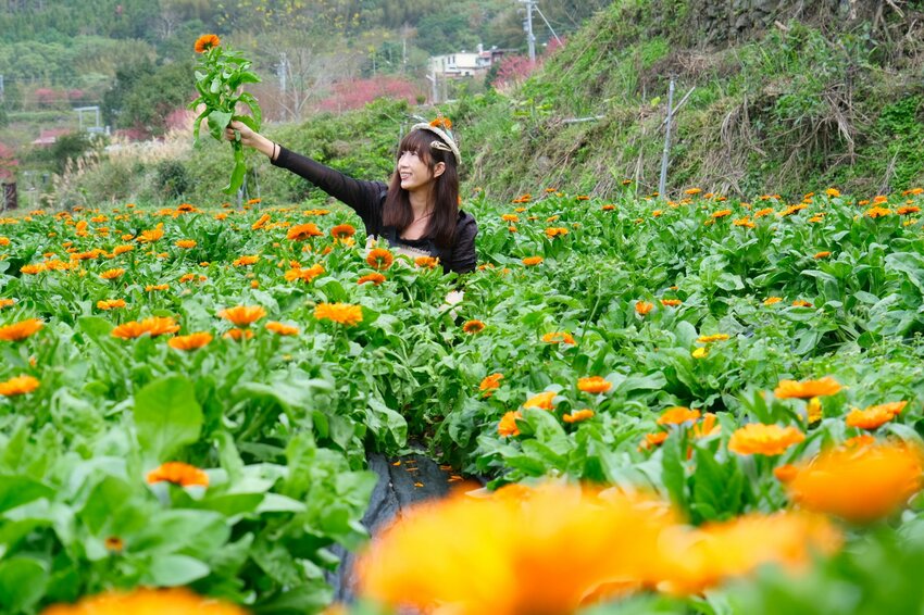 新竹尖石鄉秘境 那羅山谷裡的金盞花海 『 山裏花見那羅灣金盞花季』那羅灣休閒農業區 - 安妮的天空