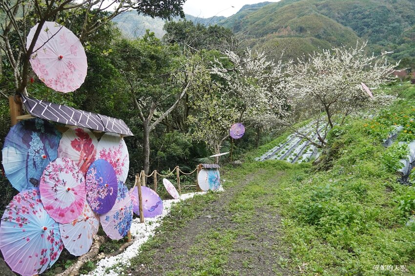 新竹尖石鄉秘境 那羅山谷裡的金盞花海 『 山裏花見那羅灣金盞花季』那羅灣休閒農業區 - 安妮的天空