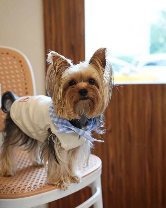 【好運站】萬華寵物友善咖啡廳，還有可愛博美店狗妹妹來接待～ 