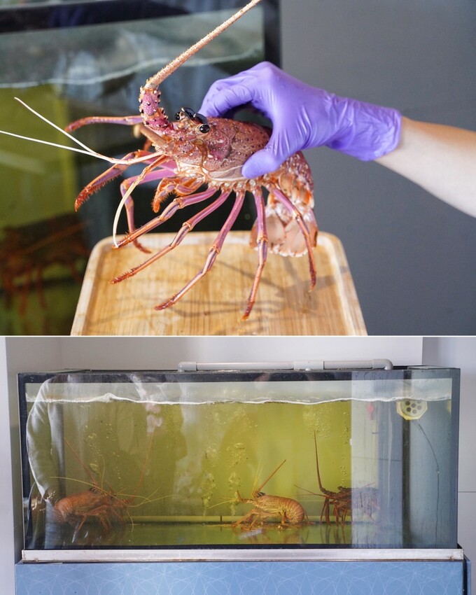 一位難求的「明水然·樂」無菜單鐵板燒，現在新竹也吃得到啦！1600元套餐就能讓你吃到活體龍蝦三吃、日本生食級干貝、和牛漢堡、桂丁雞等等14道精緻料理！ - 阿華田的美食日記