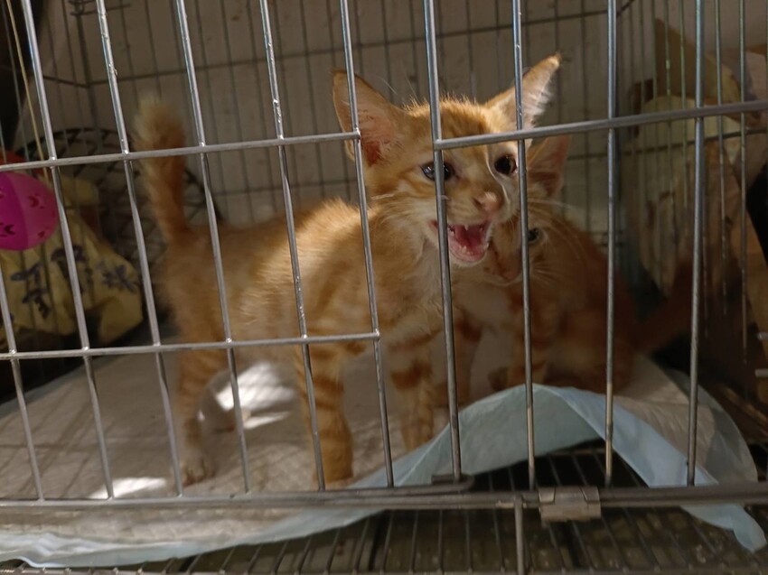 【台北.金山】微微山房森林系咖啡廳。寵物超級友善。14人即可包場獨享陽光午後的美好古宅