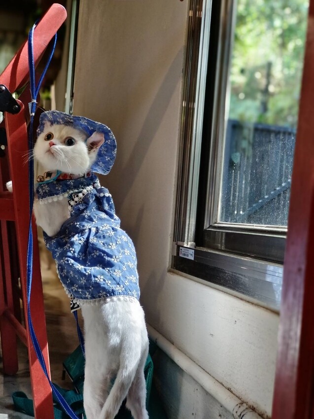 【台北.金山】微微山房森林系咖啡廳。寵物超級友善。14人即可包場獨享陽光午後的美好古宅