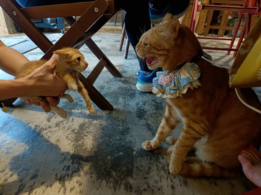 【台北.金山】微微山房森林系咖啡廳。寵物超級友善。14人即可包場獨享陽光午後的美好古宅