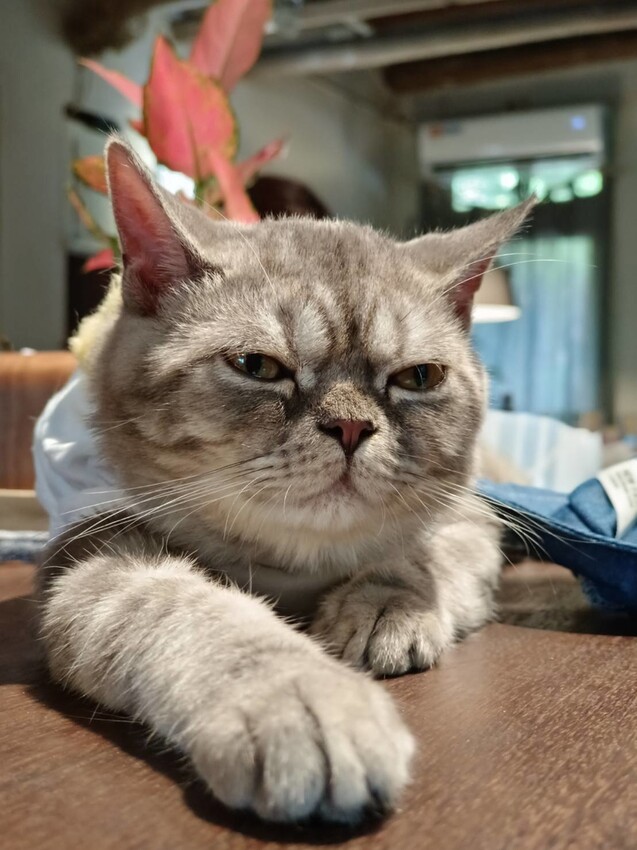 【台北.金山】微微山房森林系咖啡廳。寵物超級友善。14人即可包場獨享陽光午後的美好古宅