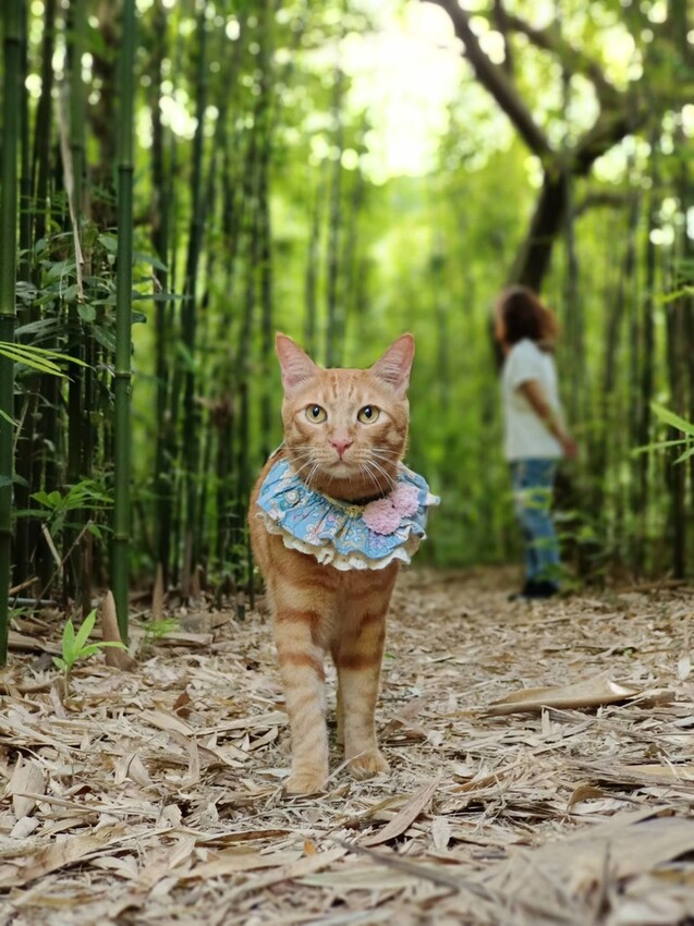 【台北.金山】微微山房森林系咖啡廳。寵物超級友善。14人即可包場獨享陽光午後的美好古宅