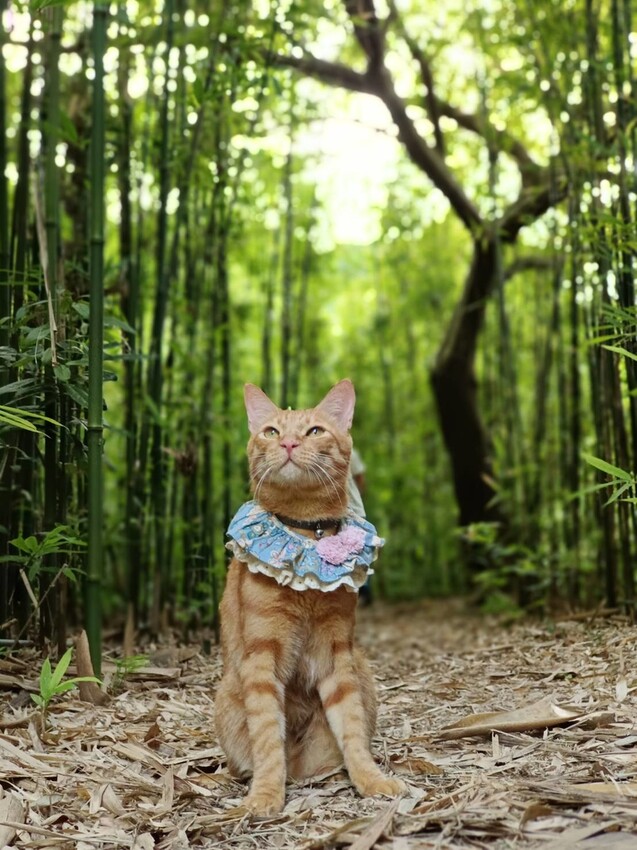 【台北.金山】微微山房森林系咖啡廳。寵物超級友善。14人即可包場獨享陽光午後的美好古宅