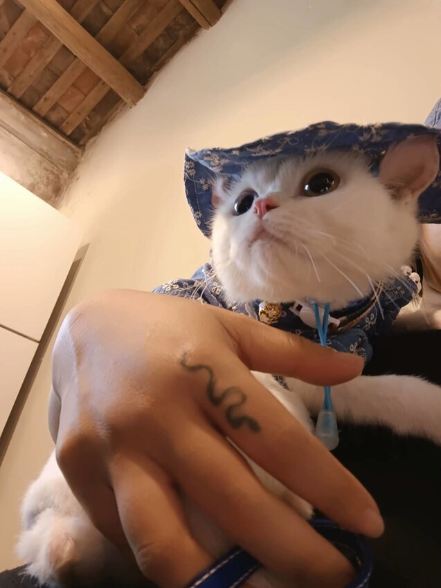 【台北.金山】微微山房森林系咖啡廳。寵物超級友善。14人即可包場獨享陽光午後的美好古宅