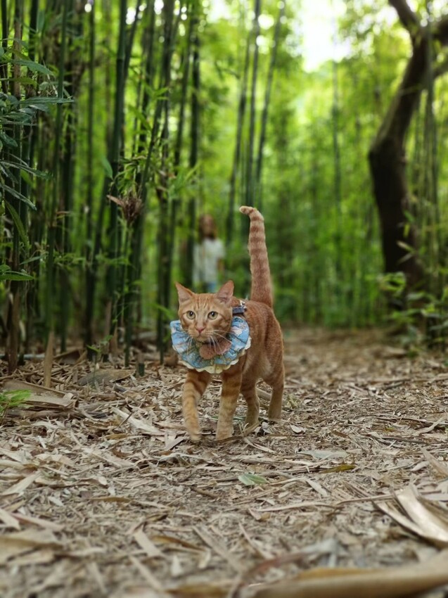 【台北.金山】微微山房森林系咖啡廳。寵物超級友善。14人即可包場獨享陽光午後的美好古宅