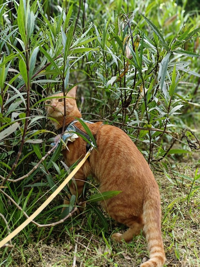 【台北.金山】微微山房森林系咖啡廳。寵物超級友善。14人即可包場獨享陽光午後的美好古宅