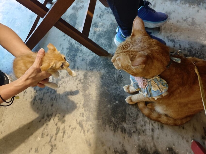 【台北.金山】微微山房森林系咖啡廳。寵物超級友善。14人即可包場獨享陽光午後的美好古宅