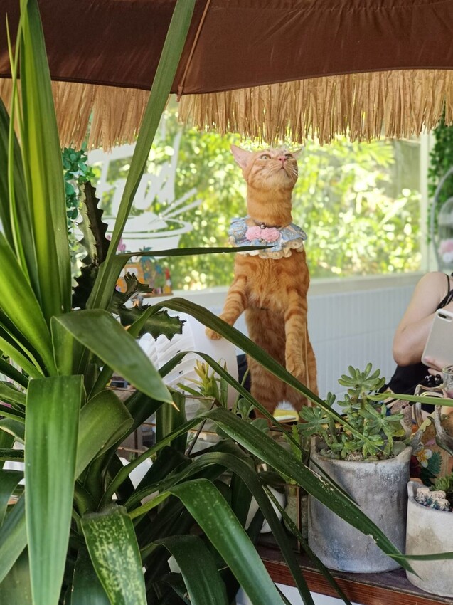 【宜蘭.頭城】拾光旅人泰式餐廳。寵物友善餐廳。泰菜好吃服務貼心的網美店