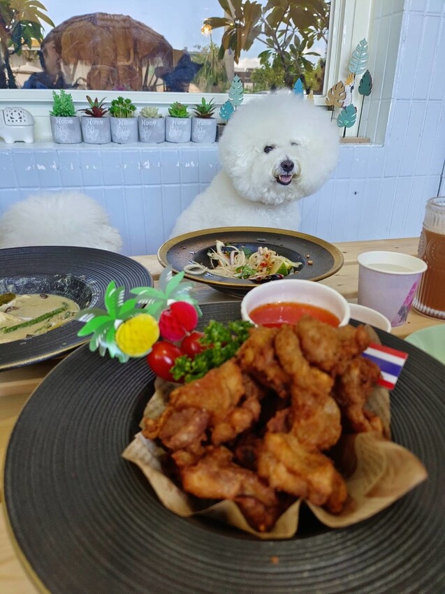 【宜蘭.頭城】拾光旅人泰式餐廳。寵物友善餐廳。泰菜好吃服務貼心的網美店