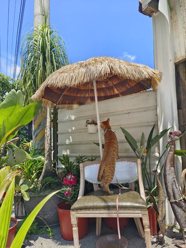 【宜蘭.頭城】拾光旅人泰式餐廳。寵物友善餐廳。泰菜好吃服務貼心的網美店