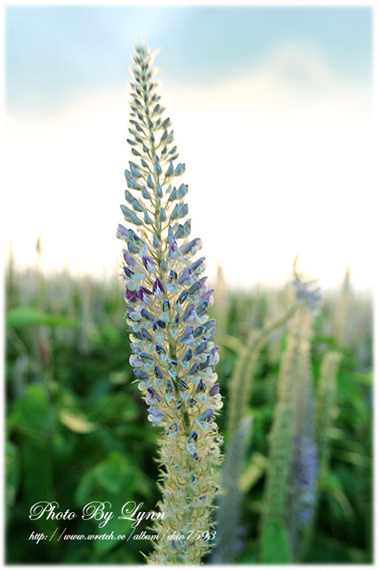 尋找小時記憶：台中都會公園【180°月老夜景】大肚山