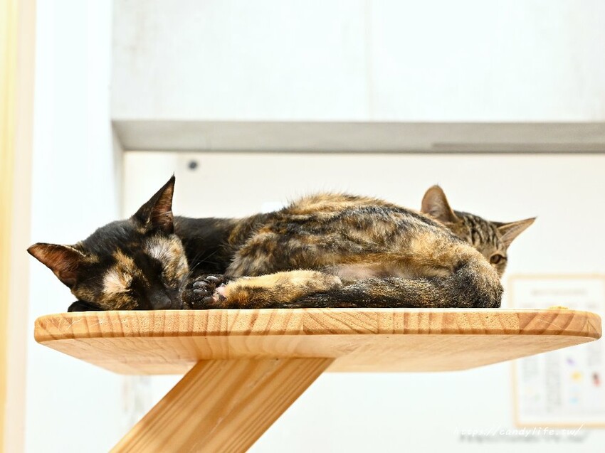 浪愛有家中途貓餐廳｜與可愛貓咪親密互動零距離，還有精緻又美味的餐點可以享用～