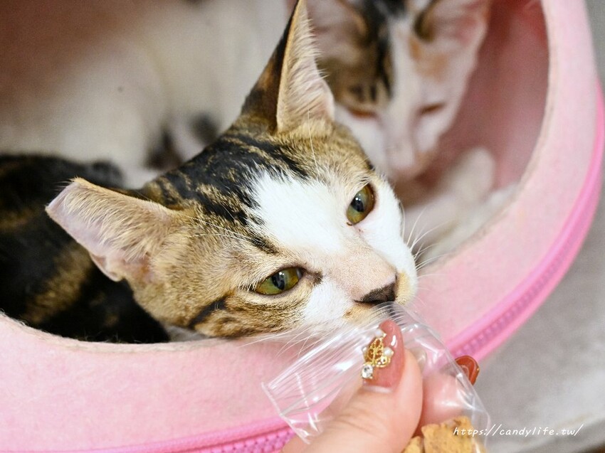 浪愛有家中途貓餐廳｜與可愛貓咪親密互動零距離，還有精緻又美味的餐點可以享用～