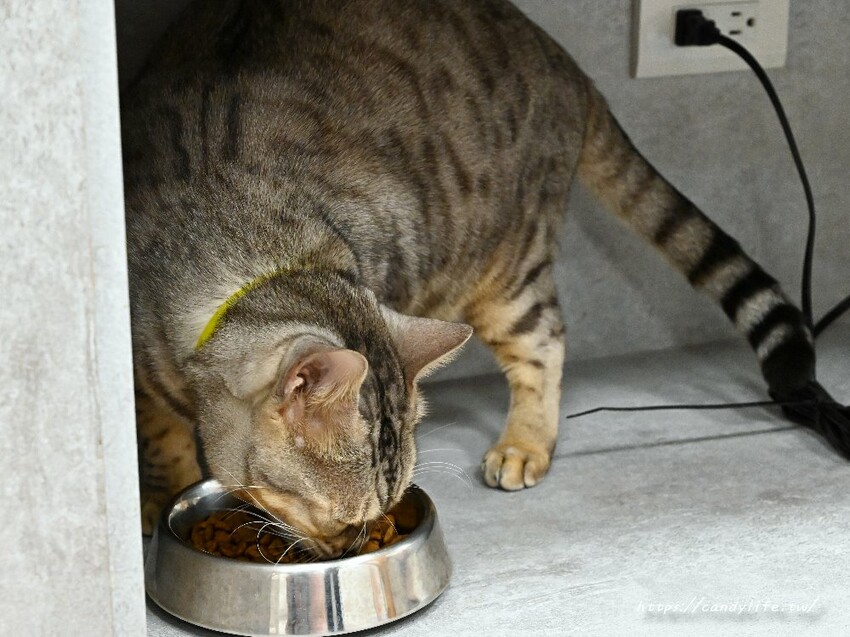 浪愛有家中途貓餐廳｜與可愛貓咪親密互動零距離，還有精緻又美味的餐點可以享用～