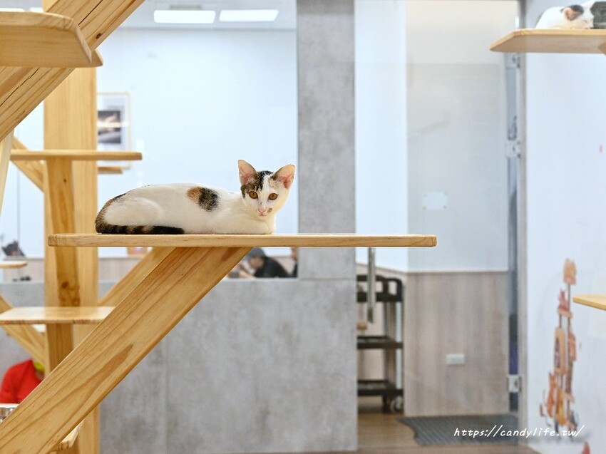 浪愛有家中途貓餐廳｜與可愛貓咪親密互動零距離，還有精緻又美味的餐點可以享用～