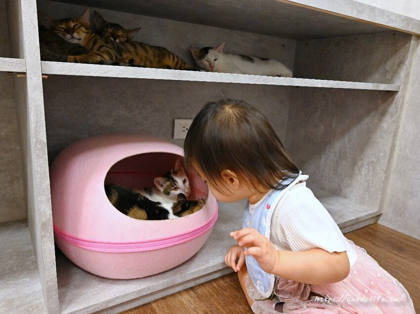 浪愛有家中途貓餐廳｜與可愛貓咪親密互動零距離，還有精緻又美味的餐點可以享用～