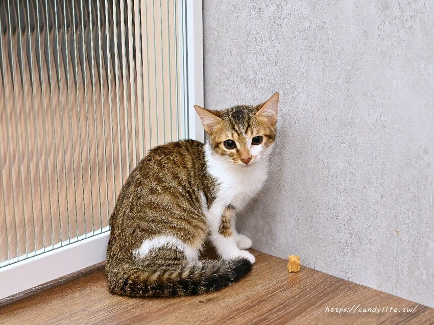 浪愛有家中途貓餐廳｜與可愛貓咪親密互動零距離，還有精緻又美味的餐點可以享用～