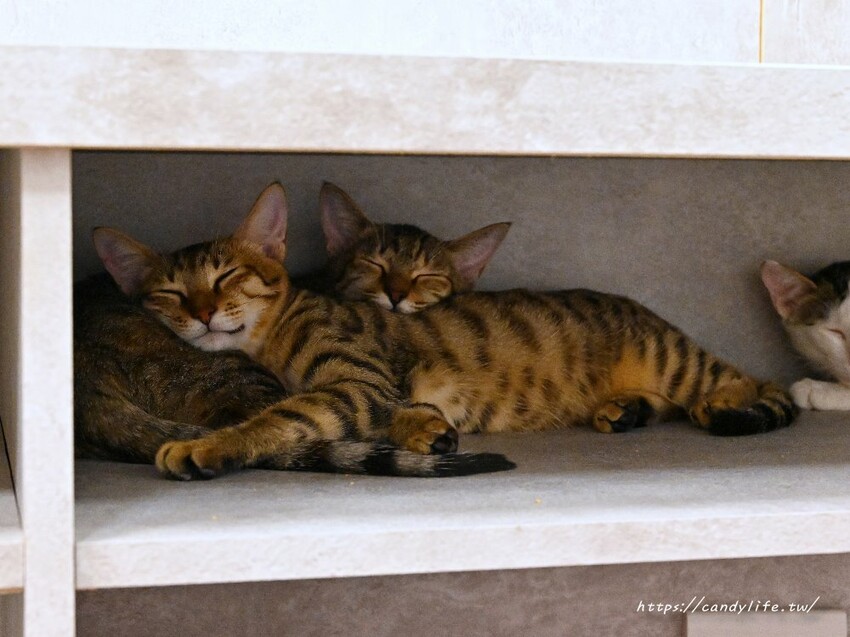浪愛有家中途貓餐廳｜與可愛貓咪親密互動零距離，還有精緻又美味的餐點可以享用～
