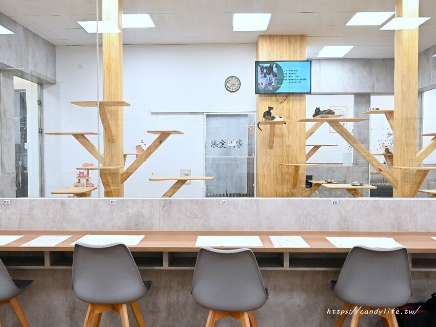 浪愛有家中途貓餐廳｜與可愛貓咪親密互動零距離，還有精緻又美味的餐點可以享用～