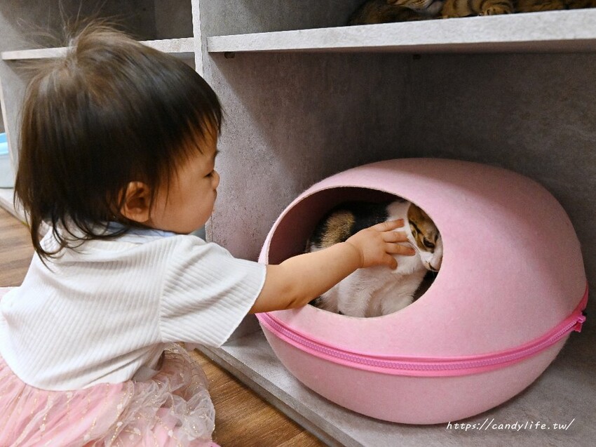 浪愛有家中途貓餐廳｜與可愛貓咪親密互動零距離，還有精緻又美味的餐點可以享用～