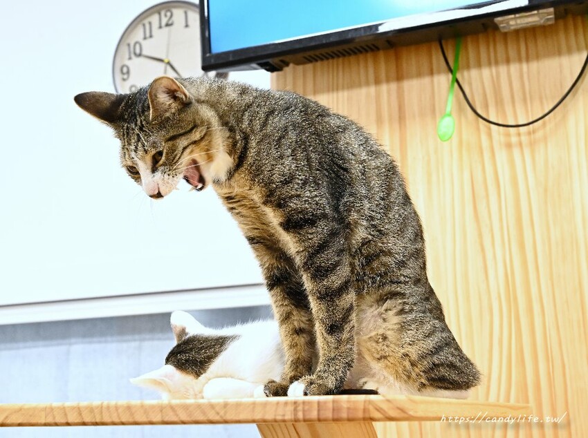 浪愛有家中途貓餐廳｜與可愛貓咪親密互動零距離，還有精緻又美味的餐點可以享用～