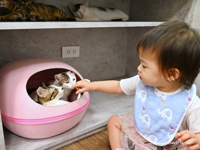 浪愛有家中途貓餐廳｜與可愛貓咪親密互動零距離，還有精緻又美味的餐點可以享用～
