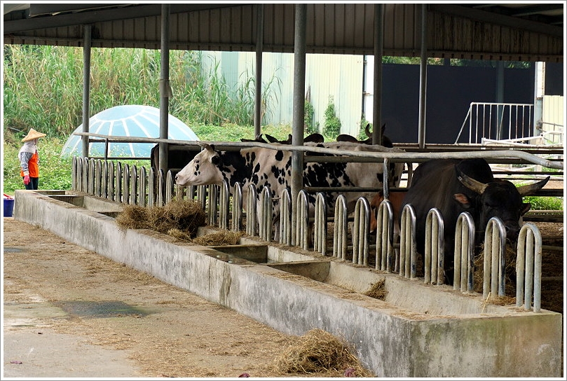 【台南景點】走馬瀨農場30週年慶‧彩虹樂翻天活動!16米彩虹巨馬、牧草迷宮、3D彩繪、草原運動會、毛孩野餐會等,好拍好玩又有趣!