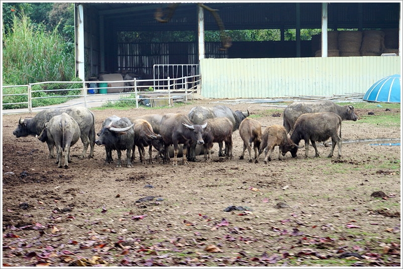 【台南景點】走馬瀨農場30週年慶‧彩虹樂翻天活動!16米彩虹巨馬、牧草迷宮、3D彩繪、草原運動會、毛孩野餐會等,好拍好玩又有趣!