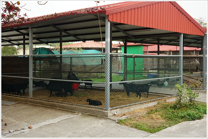 【台南景點】走馬瀨農場30週年慶‧彩虹樂翻天活動!16米彩虹巨馬、牧草迷宮、3D彩繪、草原運動會、毛孩野餐會等,好拍好玩又有趣!