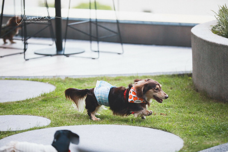 1J6A7900-2拷貝 拷貝