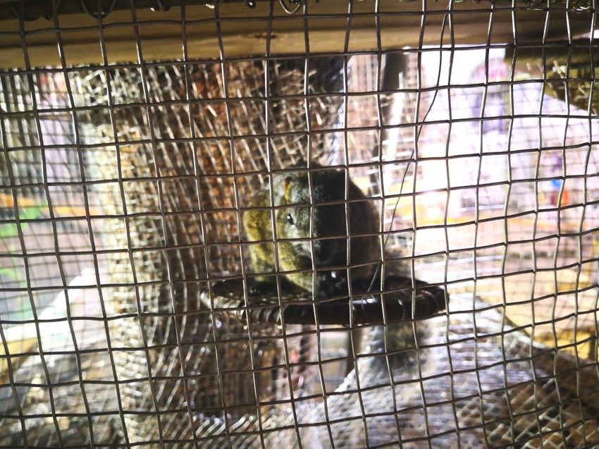 【玩樂.台中】大坑景點/紙箱王創意園區~巨大蘑菇、南瓜馬車、松鼠溜滑梯…紙是太吸睛,適合親子同遊