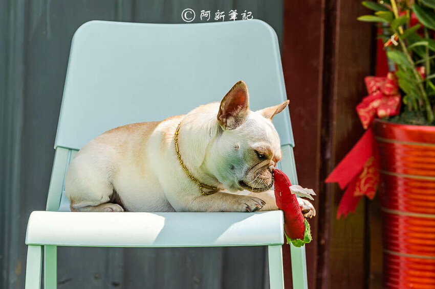 跑吧孩子,跑吧 孩子,paobo,寵物友善餐廳,寵物餐廳,台中寵物餐廳,豐原寵物餐廳,台中餐廳,銅鐘美食