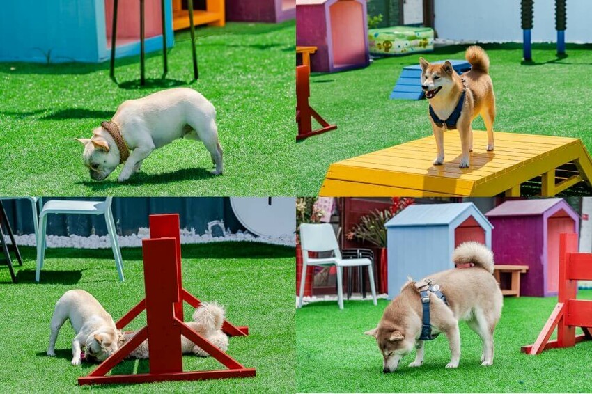 跑吧孩子,跑吧 孩子,paobo,寵物友善餐廳,寵物餐廳,台中寵物餐廳,豐原寵物餐廳,台中餐廳,銅鐘美食