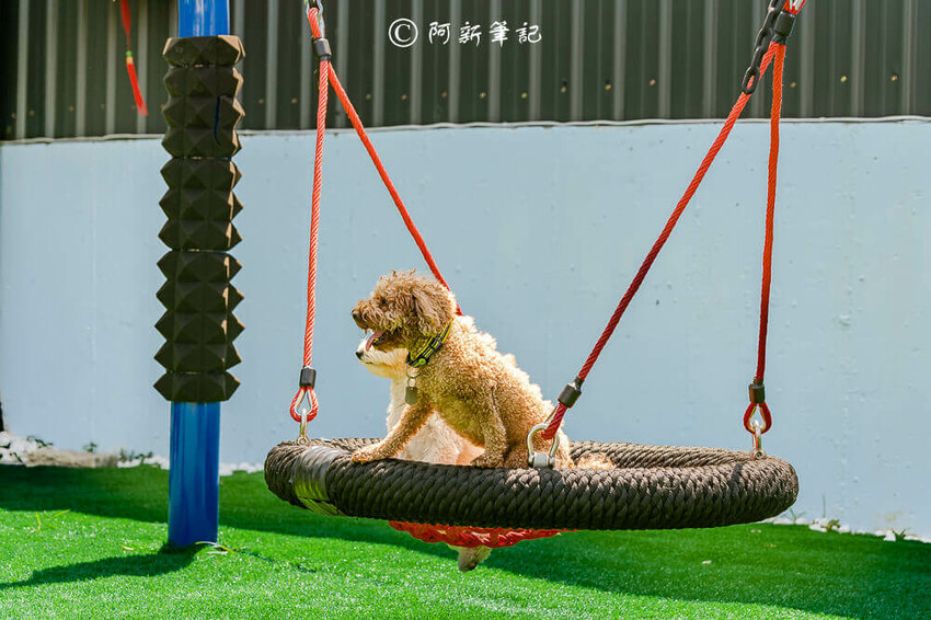 跑吧孩子,跑吧 孩子,paobo,寵物友善餐廳,寵物餐廳,台中寵物餐廳,豐原寵物餐廳,台中餐廳,銅鐘美食