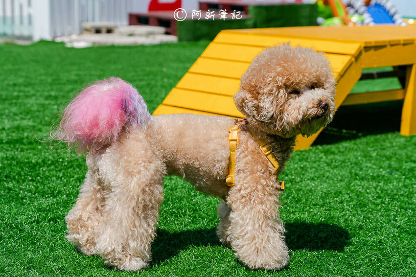 跑吧孩子,跑吧 孩子,paobo,寵物友善餐廳,寵物餐廳,台中寵物餐廳,豐原寵物餐廳,台中餐廳,銅鐘美食