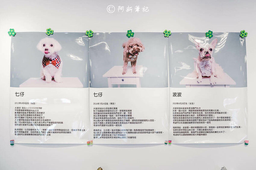 跑吧孩子,跑吧 孩子,paobo,寵物友善餐廳,寵物餐廳,台中寵物餐廳,豐原寵物餐廳,台中餐廳,銅鐘美食