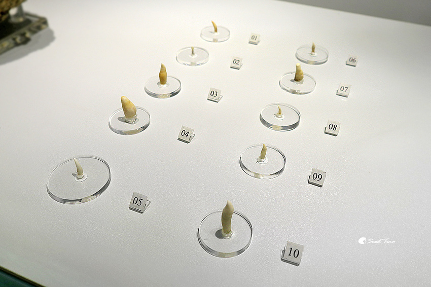 國立自然科學博物